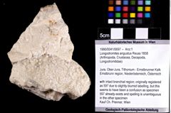 Foto (Objket + Etiketten) von Longodromites angustus (Reuss 1858) 